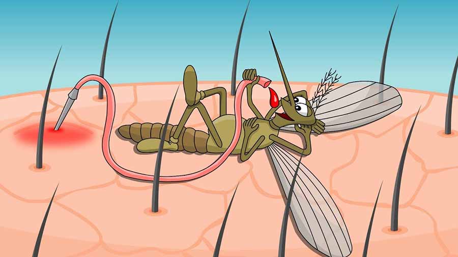 Кого комарі кусають частіше і, що їх відлякує?
