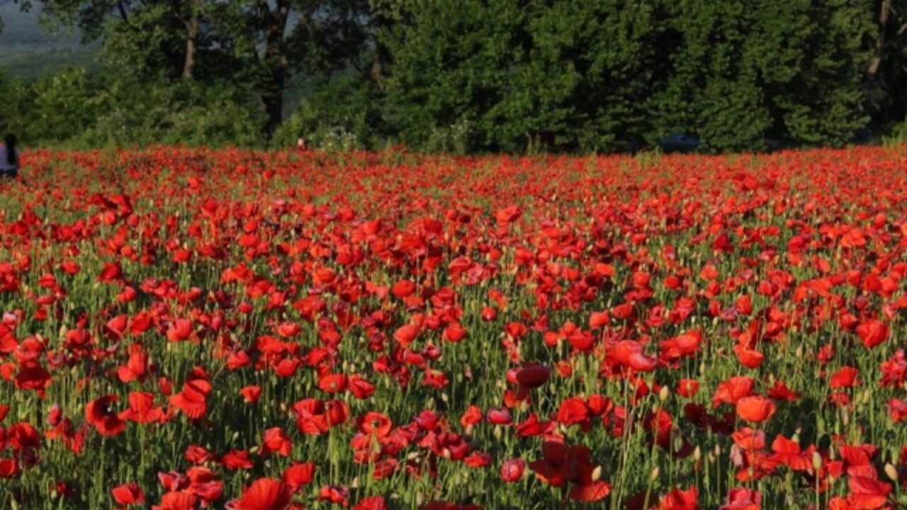 На Львівщині поліцейські виявили незаконні посіви небезпечних рослин