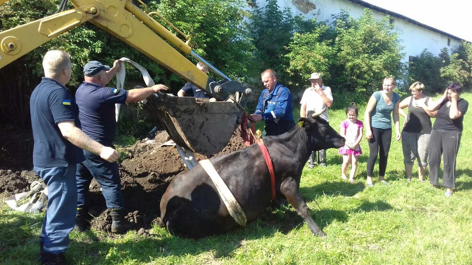 На Перемишлянщині корова впала у каналізацію