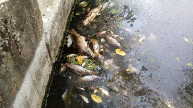 Масову загибель риби зафіксували у пожежній водоймі у Кам’янці-Бузькій