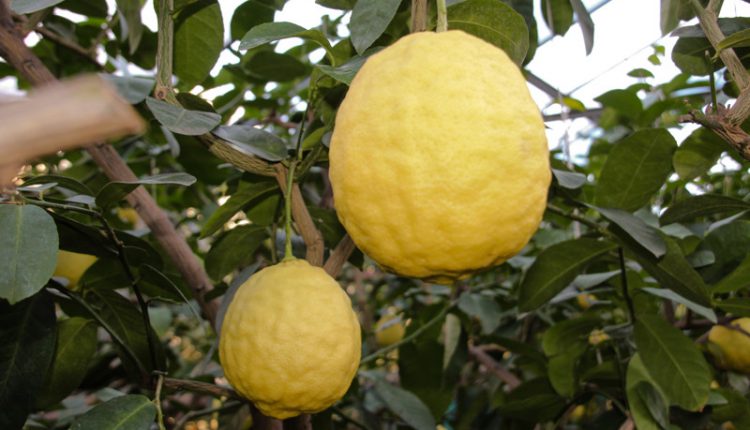 На Львівщині сім'я фермерів вирощує гігантські лимони та лайми