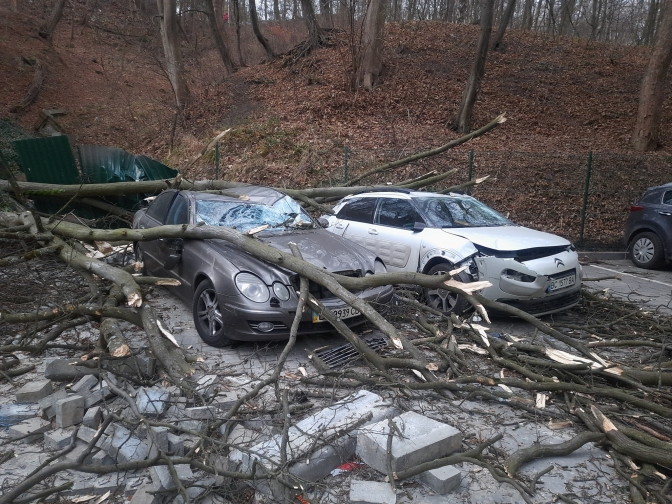 Львівські фахівці розповіли що робити, якщо дерево розтрощило авто