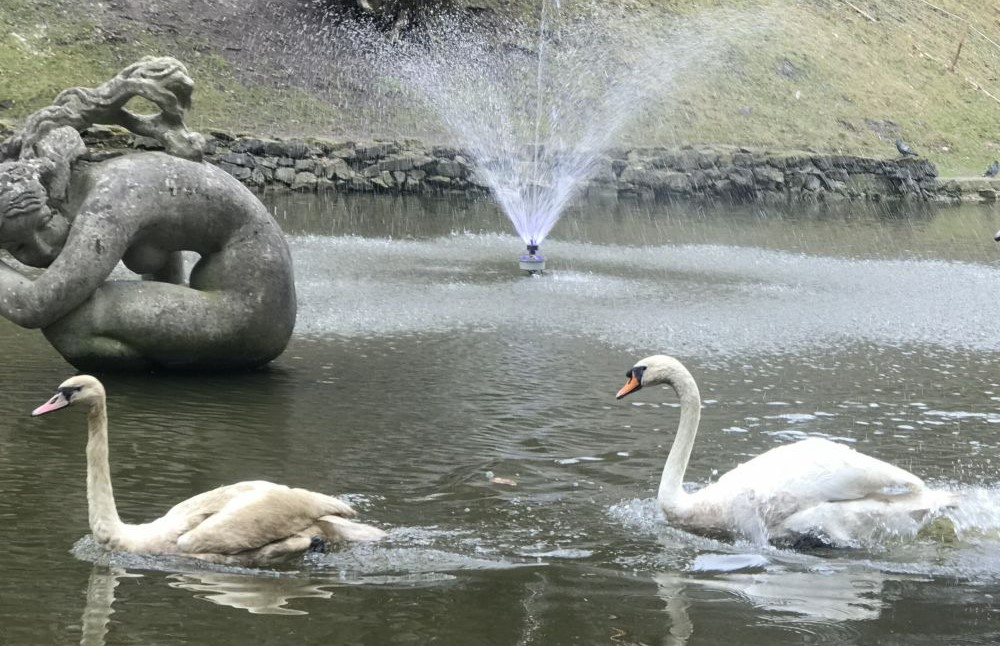 На озеро у Стрийському парку повернулись лебеді (фото)