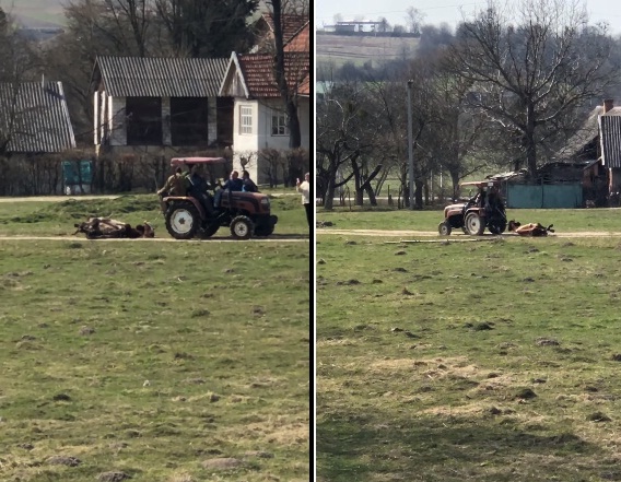 Біля Львова чоловіки тягнули через село мертву корову (відео)