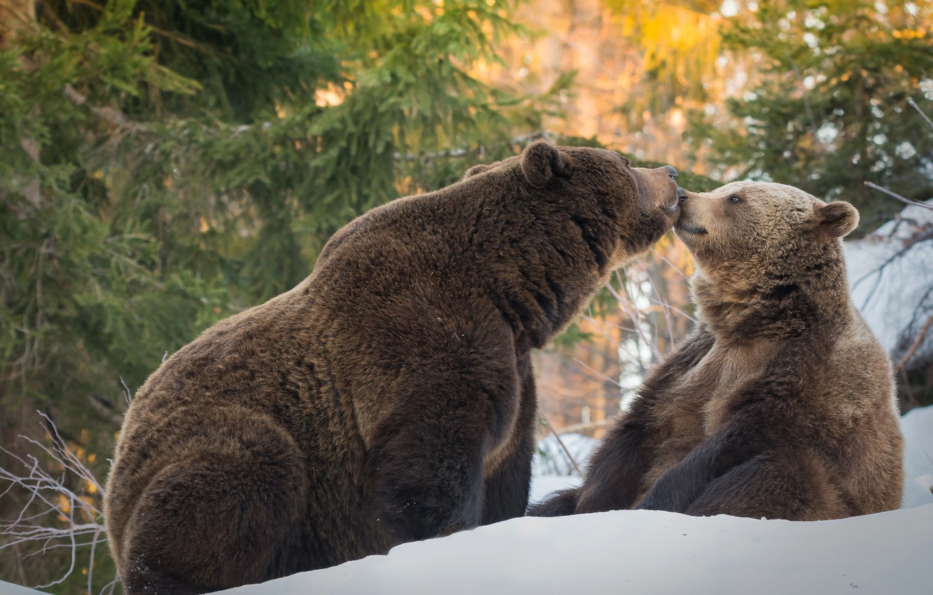 "Укрзалізниця" передасть своїх двох ведмедів до зоопарку у Нідерландах