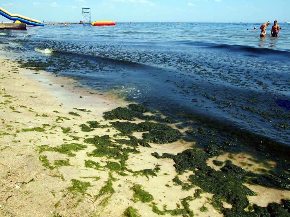 Вода зеленого кольору: біля берегів Одеси "цвіте" Чорне море (відео)