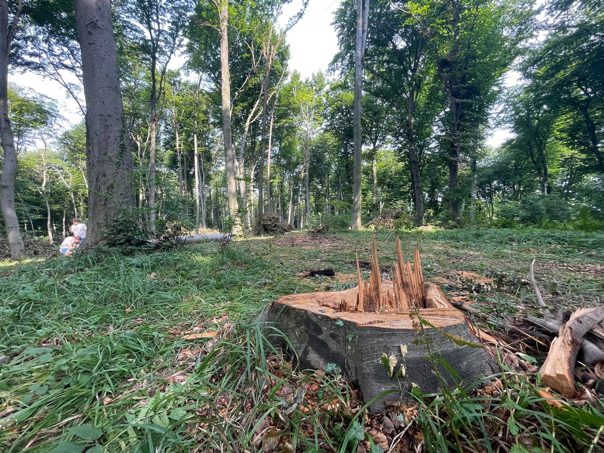 Дозвільних документів мешканцям не показали: у Винниківському лісництві без дозволів рубають дерева (відео)