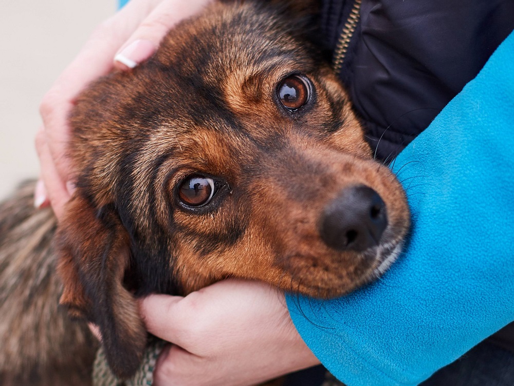 Безпритульні тварини: у Львові волонтери облаштовують будиночки для собак (відео)