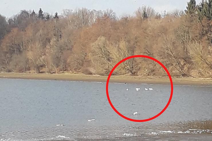 "Гинуть шляхетні птахи": на Вінничині мертві лебеді плавають у воді (фото)