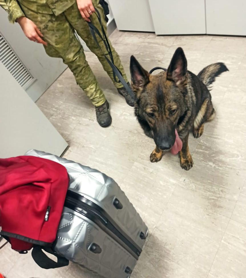 В аеропорті "Бориспіль" службовий собака виявив валізи з наркотиками (відео)