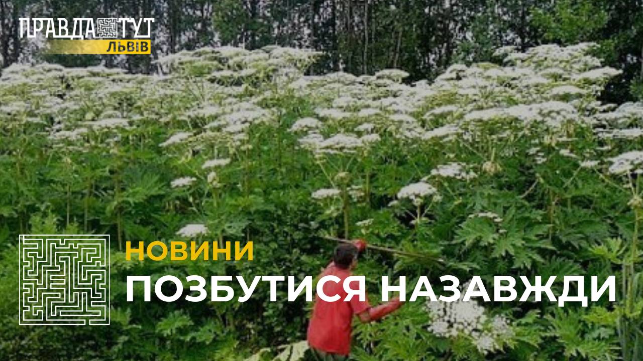 На Львівщині розростається борщівник: як з ним боротися та чим загрожує людині?