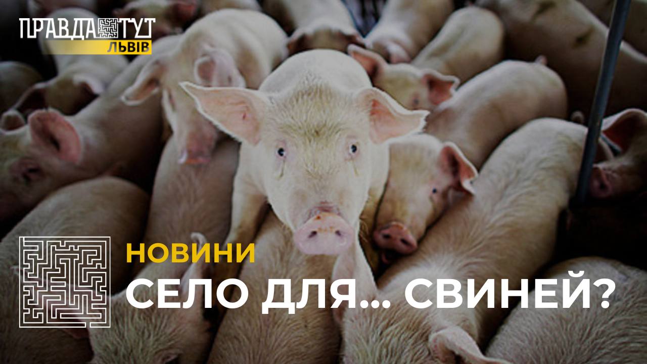 Нестерпний сморід впродовж років: на Львівщині люди вимагають припинити діяльність свиноферми (відео)