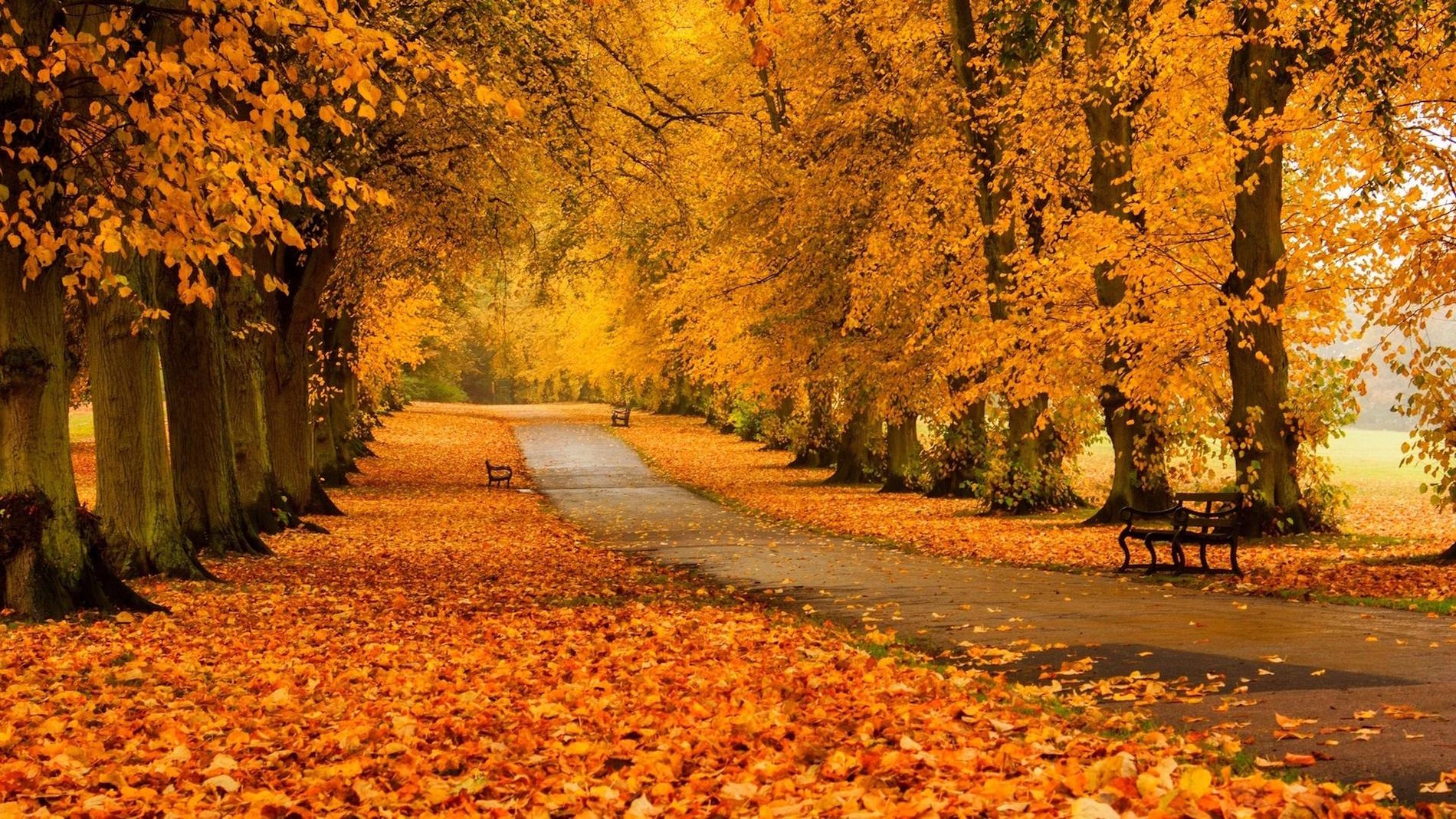 Прогноз погоди на вихідні 22–23 жовтня: все ще золота осінь