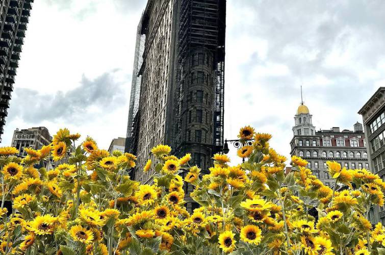 У Нью-Йорку до Дня Соборності України висадили понад 300 соняшників