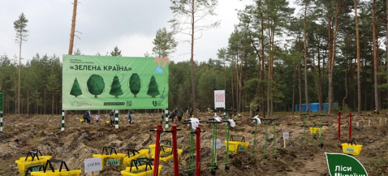«Зелена країна» на Львівщині: в рамках ініціативи висадили майже 1,4 млн дерев