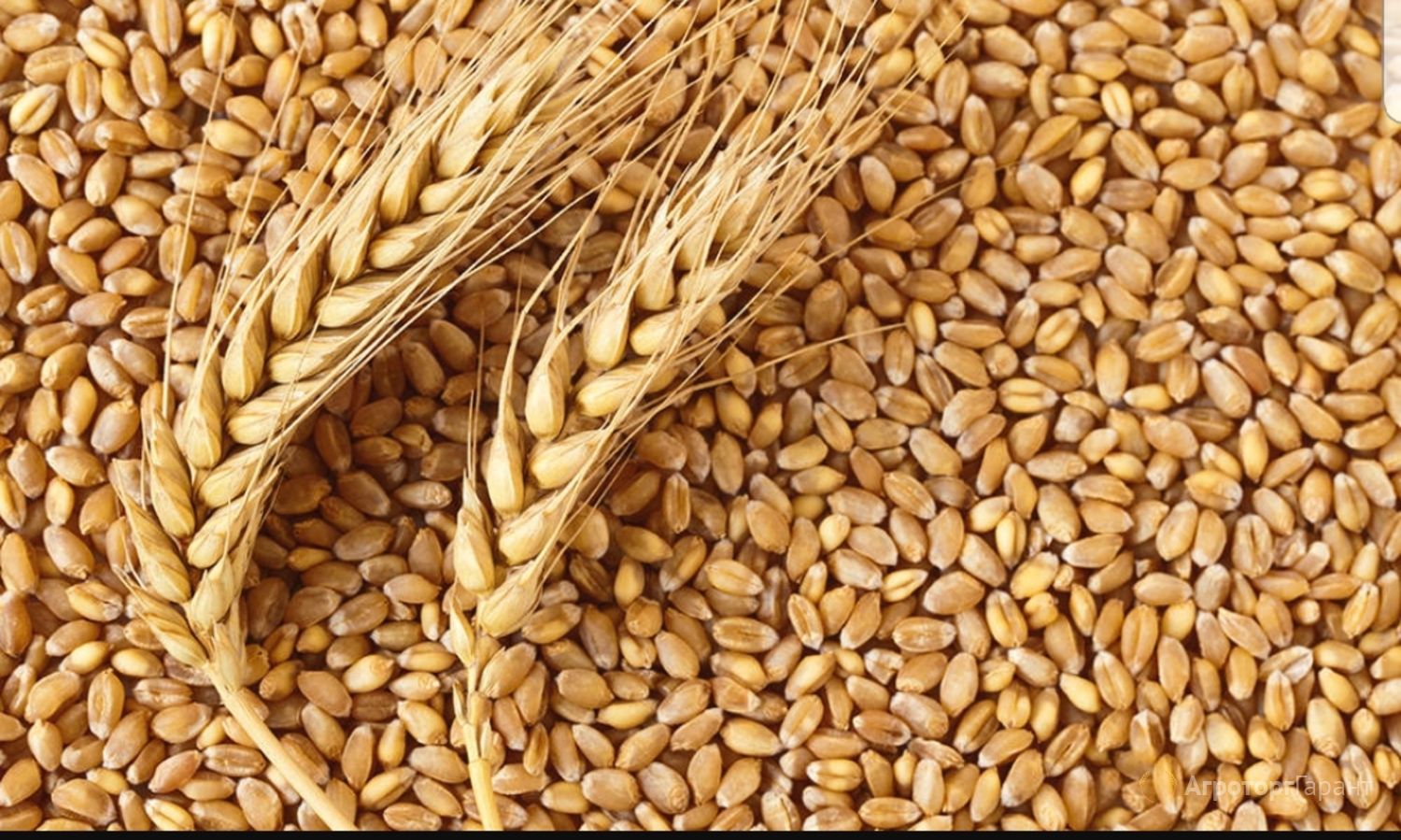 Польща призупинила імпорт зерна з України
