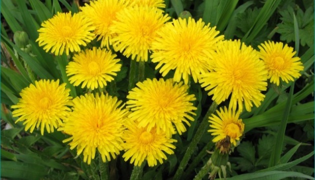 В Україні завтра переважатиме суха погода