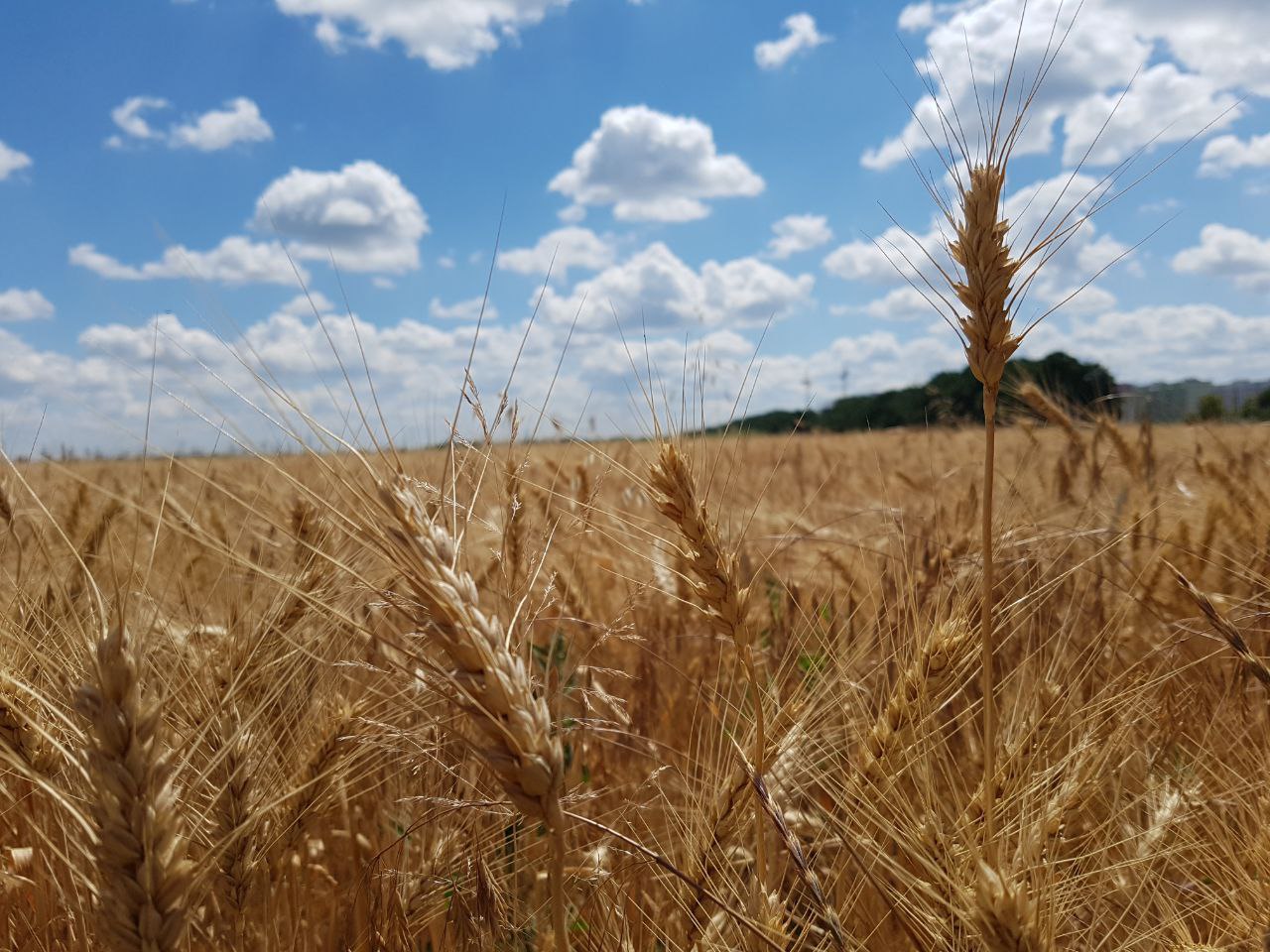 В Україні прогнозують спеку до 32°