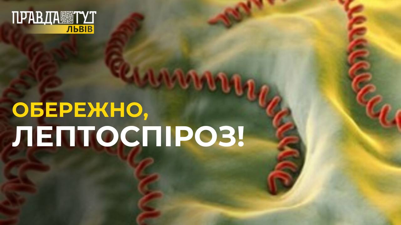 ШОК! Спалах лептоспірозу на Львівщині: які загрози?