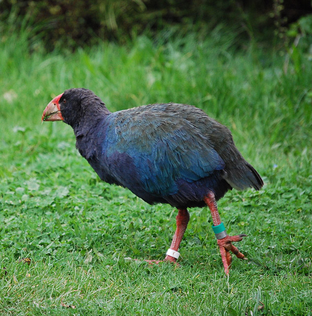 До Нової Зеландії повернули доісторичних птахів, який колись вважався вимерлими
