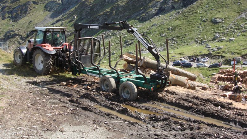 У Румунії просять допомогти зупинити знищення лісів