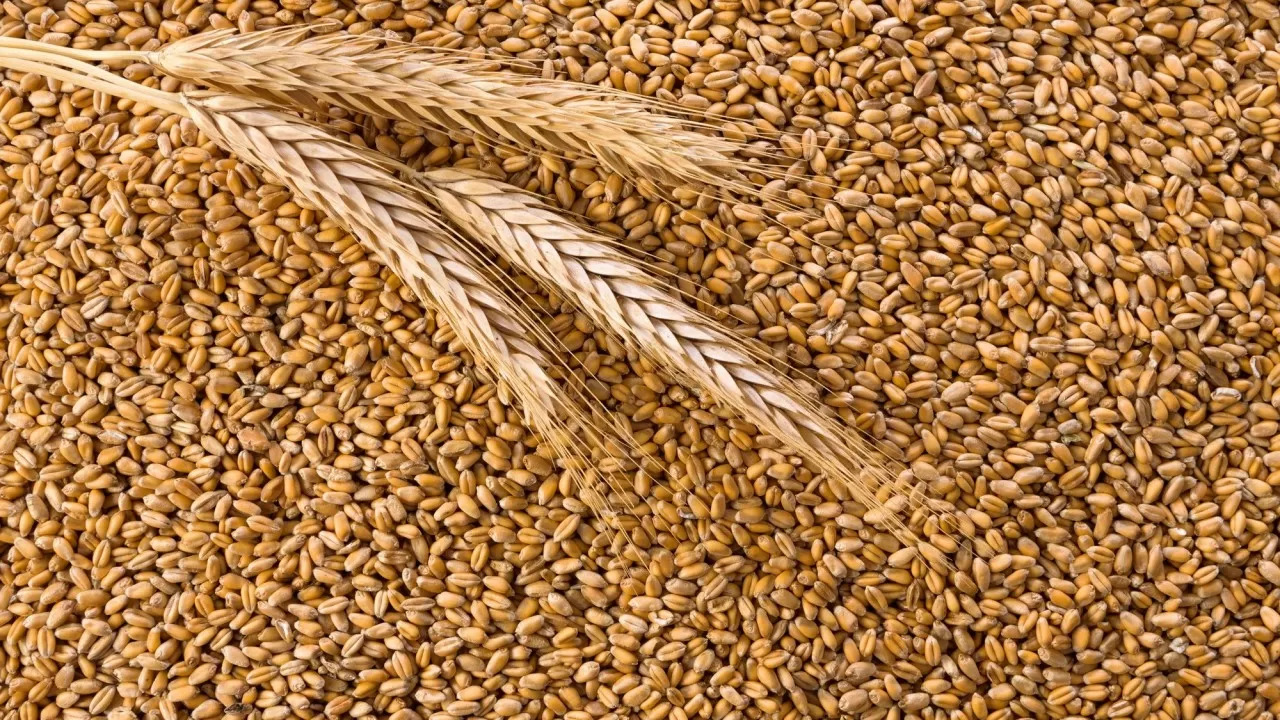 Польща не змінить рішення про заборону зернового імпорту попри позов України