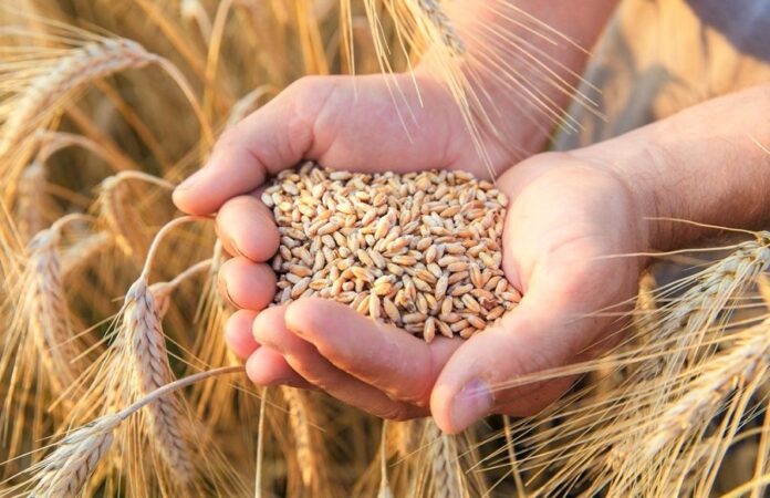 Румунія затвердила нові умови імпорту українського зерна