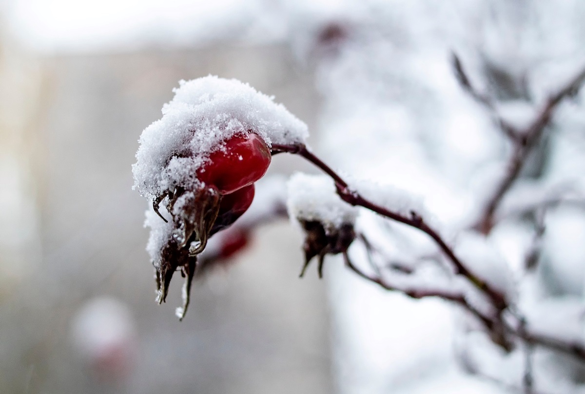 В Україні прогнозують переважно сніг із дощем