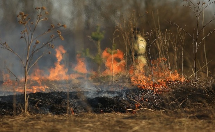 Окупанти знищили на Луганщині більш як 26 тисяч гектарів лісів