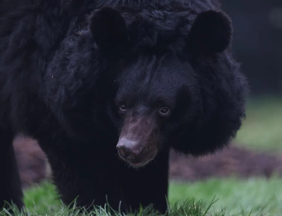 До шотландського зоопарку прибув чорний ведмідь, який постраждав від російської агресії