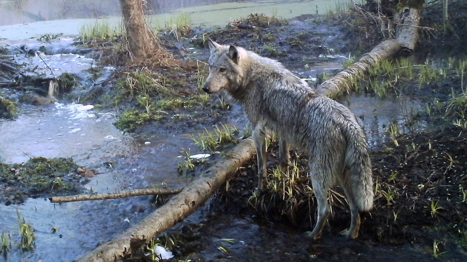 Дослідження показує, що чорнобильські вовки-мутанти виробили стійкість до раку