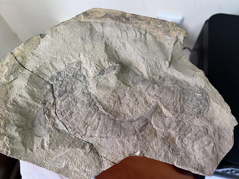 Житель Тернополя намагався відправити за кордон скам'янілості віком 400 млн років