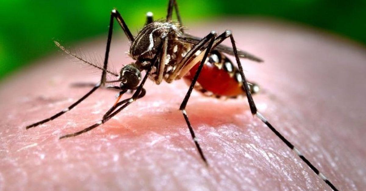 У МОЗ спростували фейк щодо поширення гарячки денге в Україні
