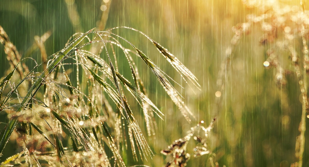 Тепла погода збережеться в Україні: завтра у багатьох областях дощі із грозами