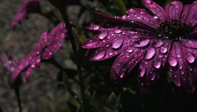 Україну у середу прогріє до +31°, подекуди - дощі