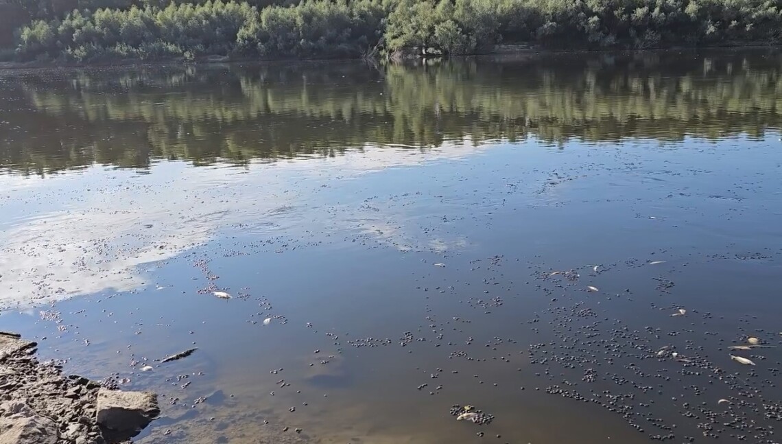 На Сумщині знову зафіксували повторне забруднення річки Сейм