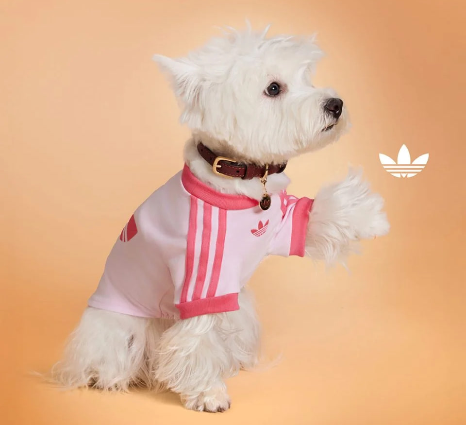 У Китаї представили Adidas Originals Pet — лінійку для тварин