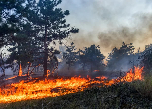 Пожежі в Амазонці спричинили рекордні викиди CO₂