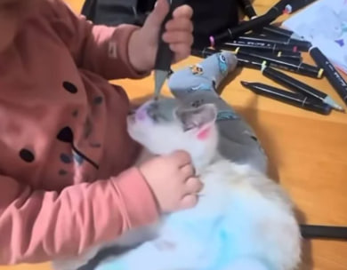 Скандал на Львівщині: дитина розмалювала кота, батькові загрожує штраф