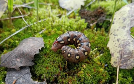 У Чорнобилі помітили велику незвичну гусінь