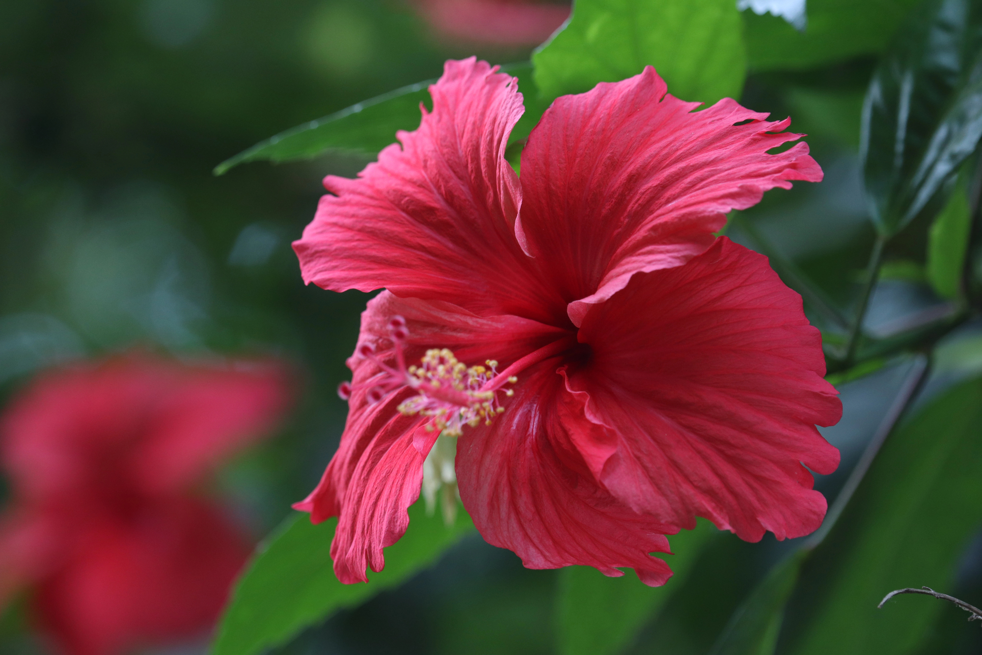 Як правильно обрізати гібіскус на зиму: поради садівників