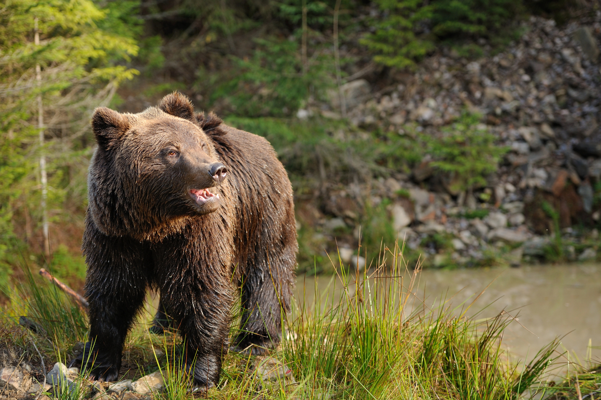 Британських туристів застерегли про загрозу для життя після серії смертельних нападів ведмедів у популярних місцях відпочинку