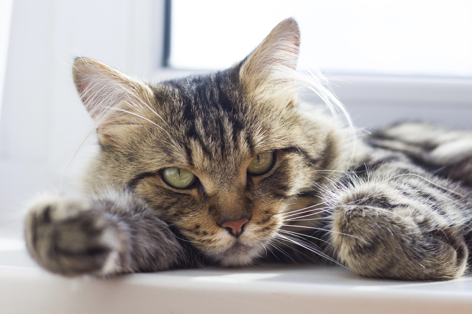 Як правильно вибачитися перед кішкою: зоопсихологи назвали дієвий спосіб повернути довіру