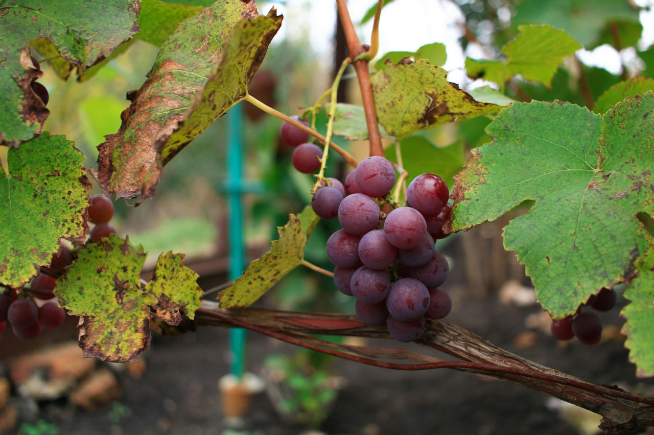 Вчені назвали найкорисніший виноград: темний чи світлий?