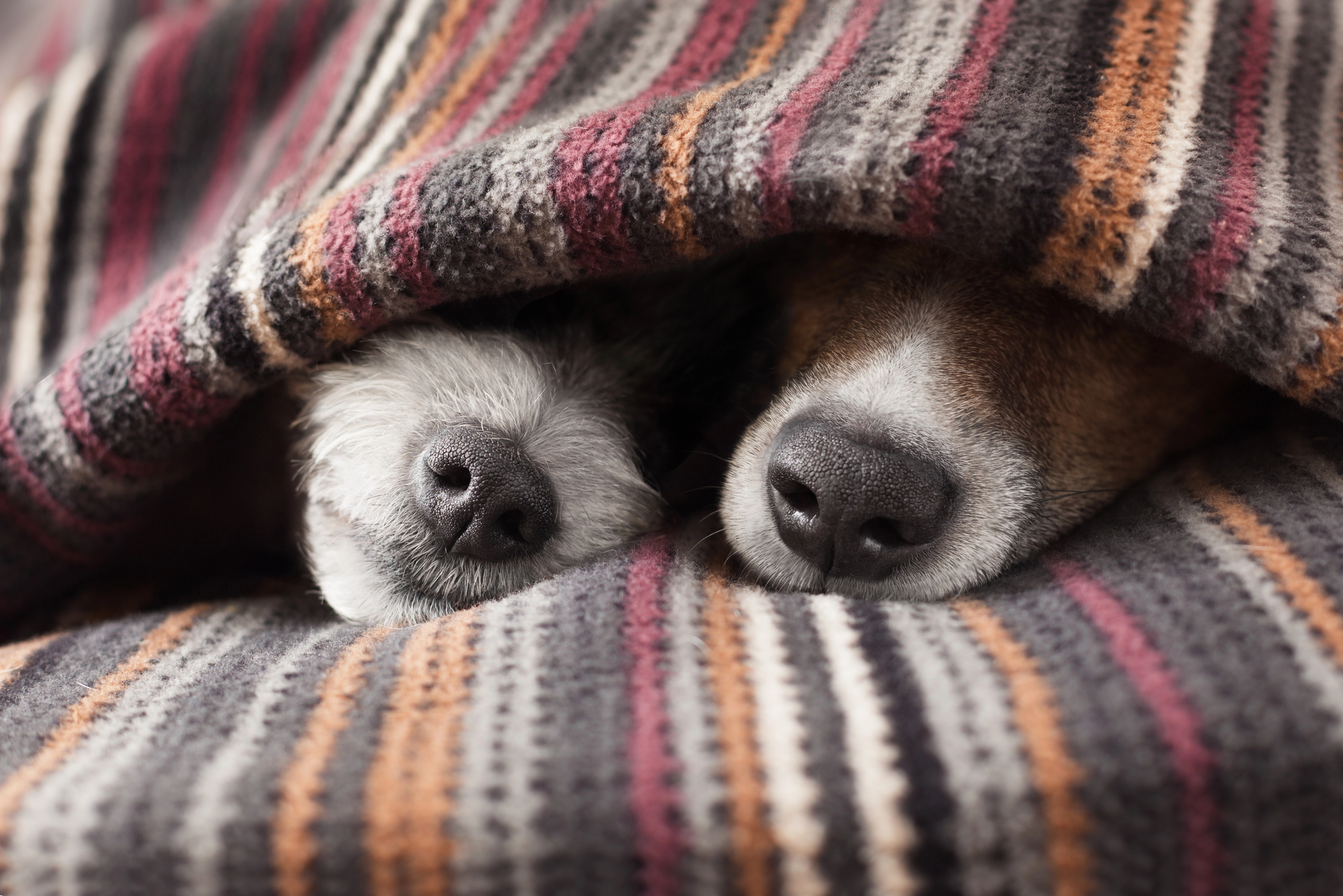 8 найдобріших порід собак – ParadePets