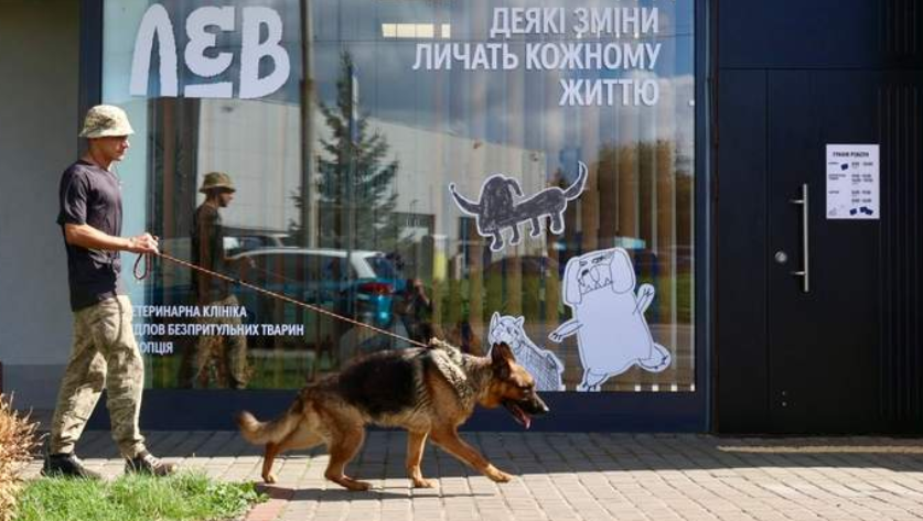 Банк крові для котів розпочав роботу у Львові