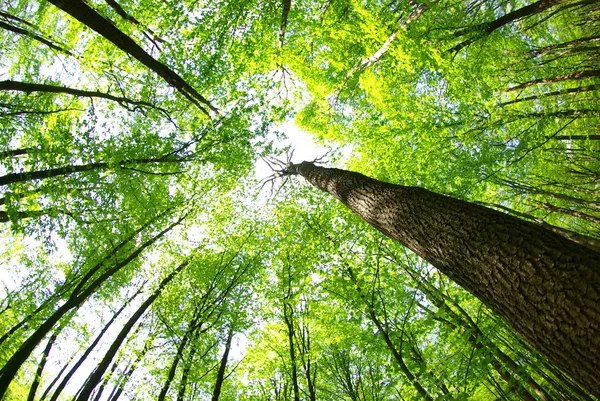 На місці Каховського водосховища сформувалася унікальна екосистема — науковці