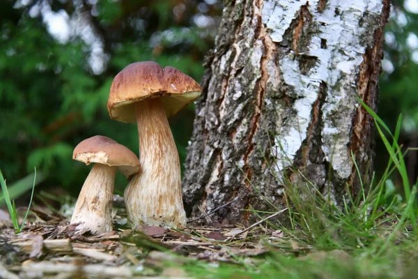 У лісах почав з’являтися сітчастий боровик: грибники називають його навіть смачнішим за білий