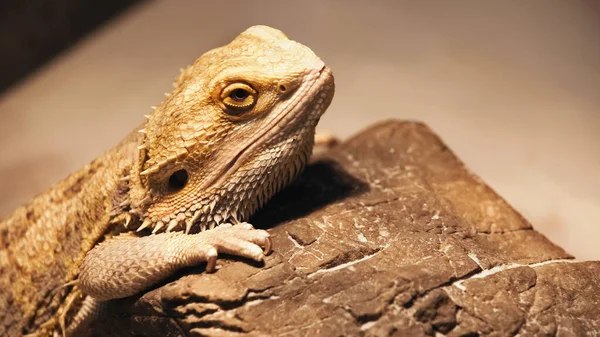 «Люди-гобіти» могли доїдати здобич комодських варанів і не користувалися вогнем — дослідження