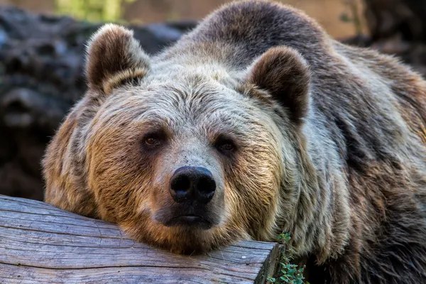 Вчені вперше дослідили мозок ведмедів під час зимової сплячки: вони не сплять понад третину часу
